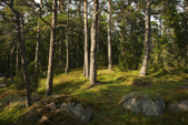landscape - Okko Oinonen