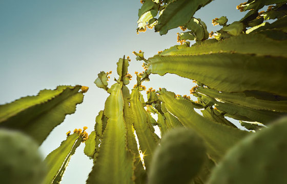 schmidt toyota motiv 10 kaktus 1
