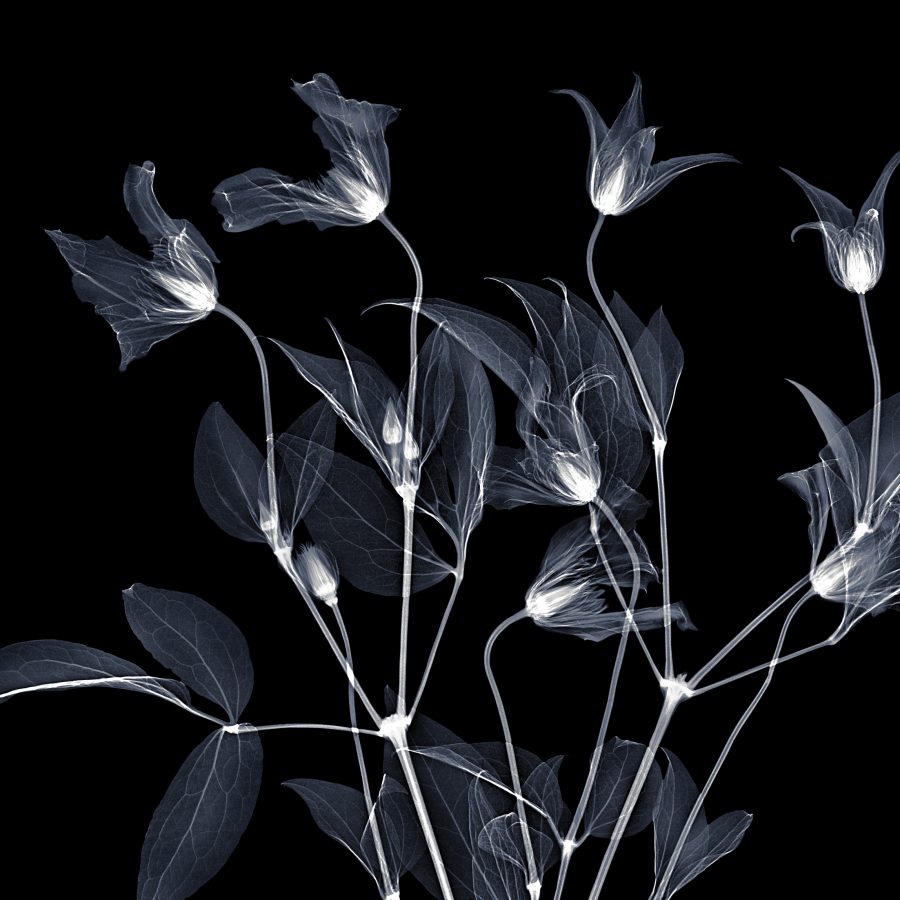 x rayed flower 01
