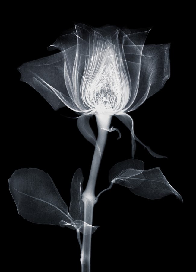 x rayed flower 04 scaled