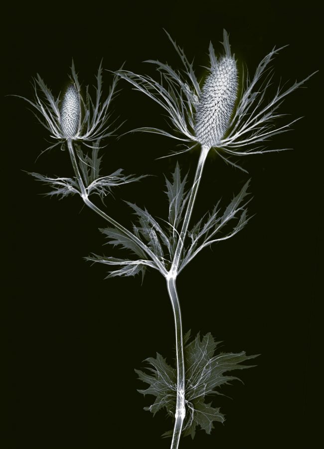 x rayed flower 05 scaled