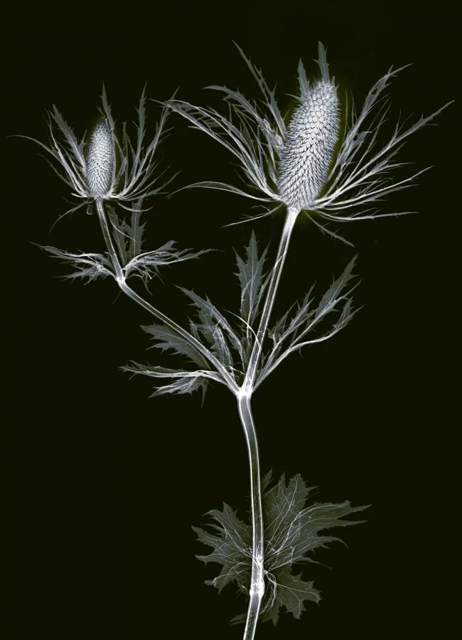 x rayed flower 05 scaled