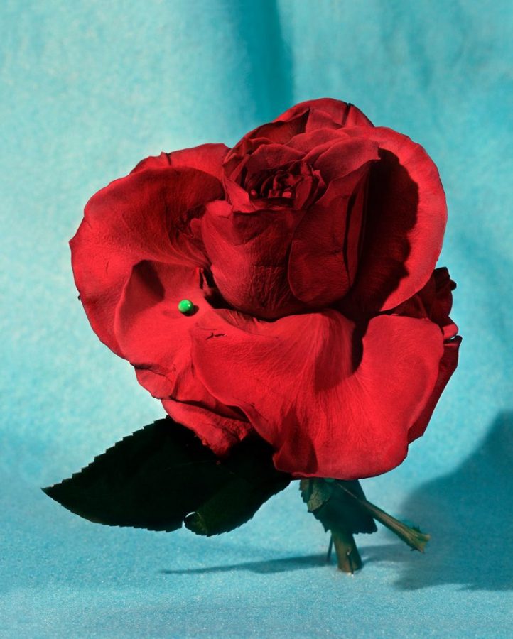 Cwynar Red Rose II 821x1024 1