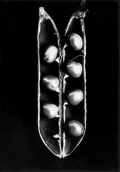 Naturfotografie: Fred Koch (1904-1947) Pisum sativum, Erbse, undatiert Abzug Freundeskreis Ernst Fuhrmann Silbergelatineabzug, 18,5 x 13,0 cm Courtesy Sammlung Dr. Hans Schön