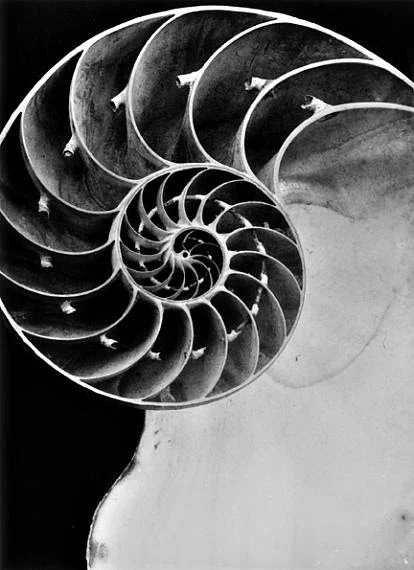 Fred Koch - Naturfotografie der 1920/30er Jahre 5 Naturfotografie: Fred Koch (1904-1947) Nautilus pompilius, Schnitt durch das Gehäuse, undatiert Abzug Freundeskreis Ernst Fuhrmann Silbergelatineabzug, 18,5 x 13,5 cm Courtesy Sammlung Dr. Hans Schön