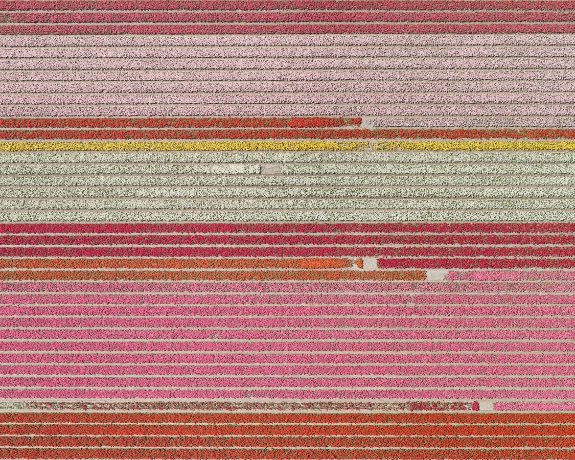 AV Tulip Fields 005 1